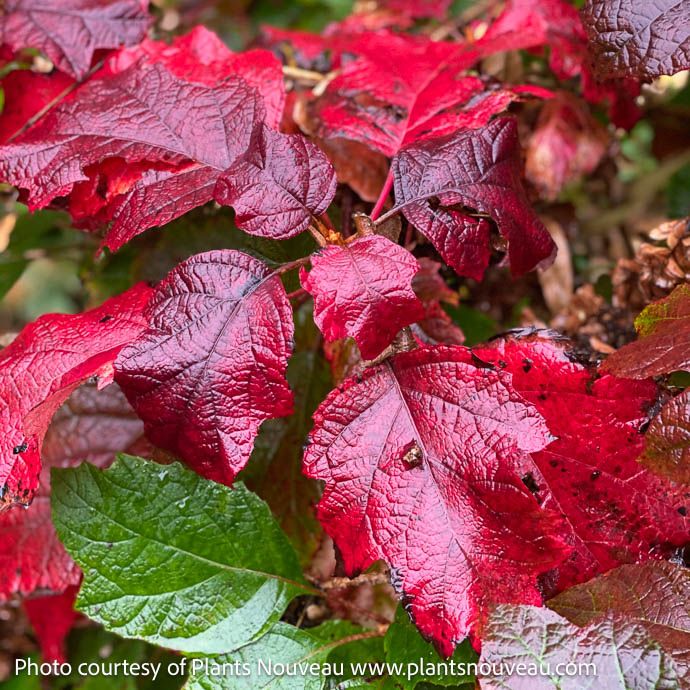 #3 Hydrangea quer Snowcicle/ Dwarf Oakleaf Native (TN)
