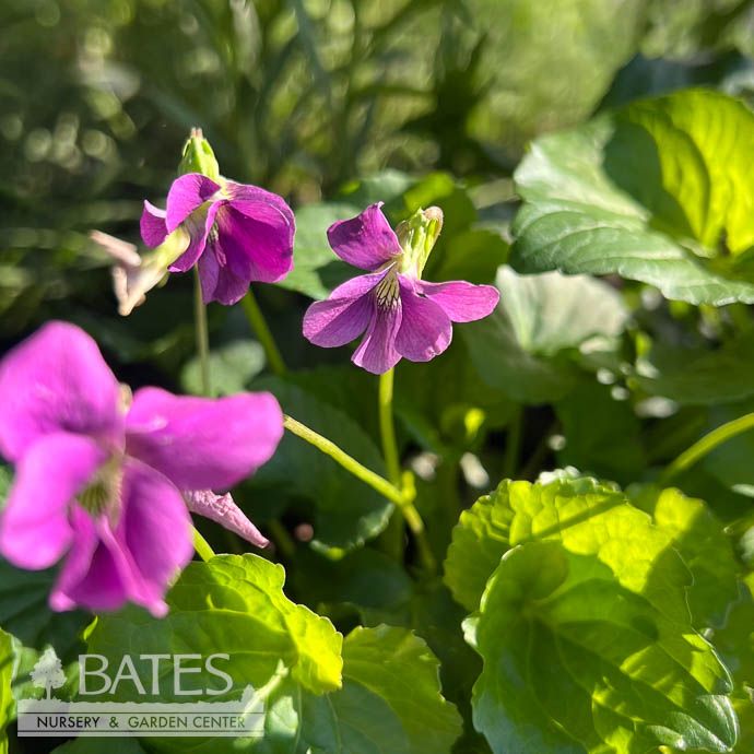 #1 Viola sororia f. rubra/ Pink Form Common Blue Violet Native (TN)