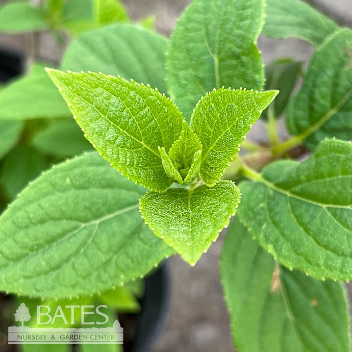 #3 Hydrangea pan Fire And Ice (Wim's Red)/ Panicle White to Pink