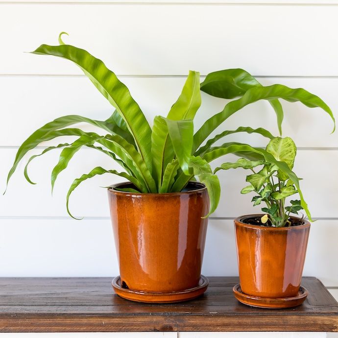 Pot Tiny Buds Taper w/att Saucer Lrg 7x7 Orange