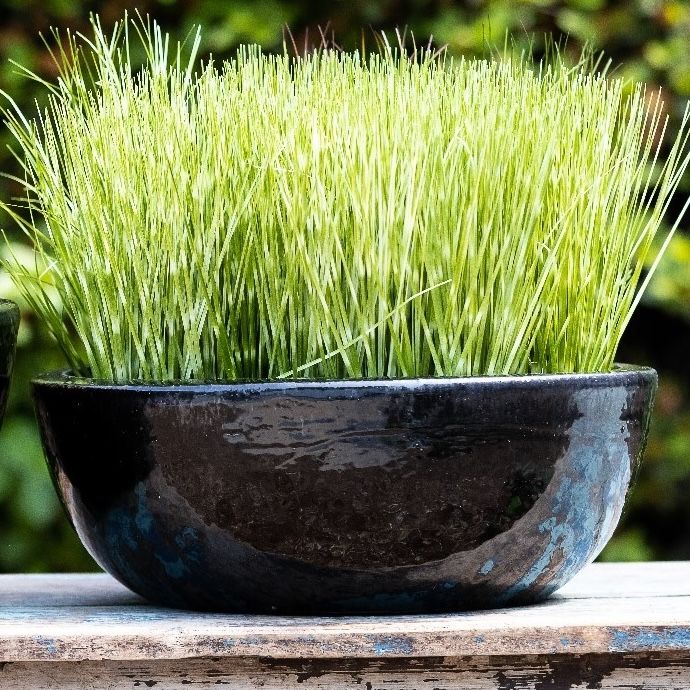 Pot Simple Bowl Sml 15x6 Asst