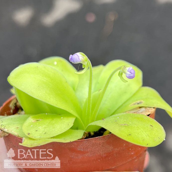 3p! Butterwort /Pinguicula Succulent /Tropical