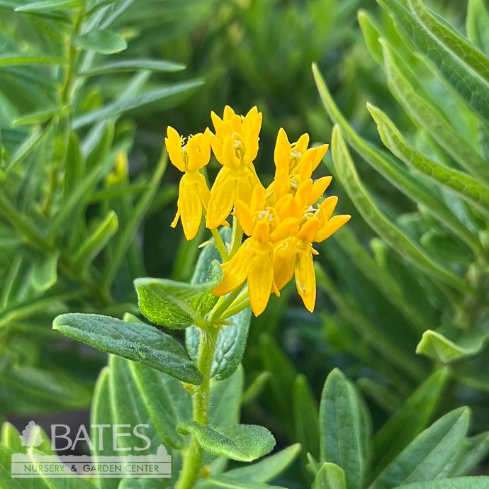 #1 Asclepias tub Hello Yellow/ Butterfly Weed Native (TN)