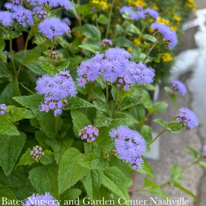 #1 Conoclinium (Eupatorium) coelestinum/ Hardy Ageratum Mistflower Native (TN)