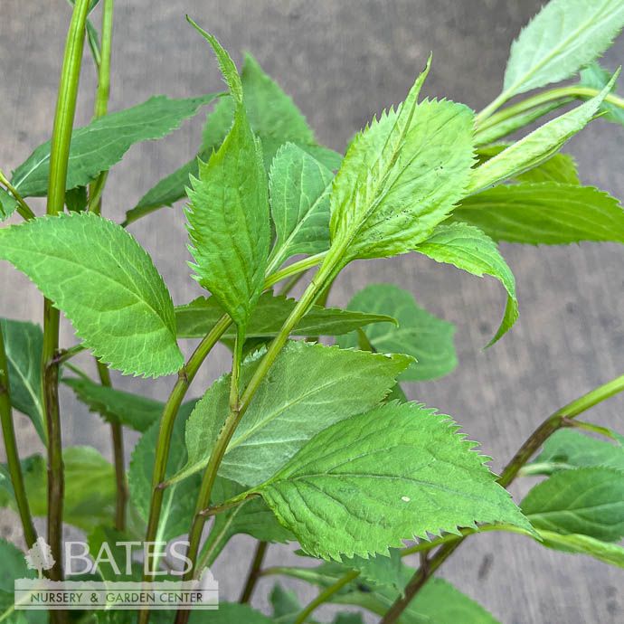 #1 Solidago flexicaulis NGN/ Zigzag Goldenrod Native (TN)