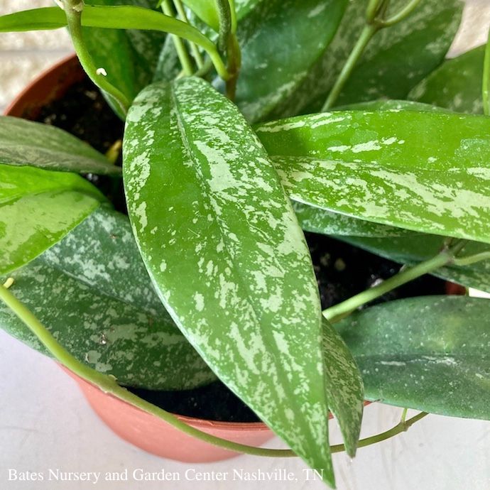 4hb! Hoya Pubicalyx Speckle Hanging Basket /Tropical