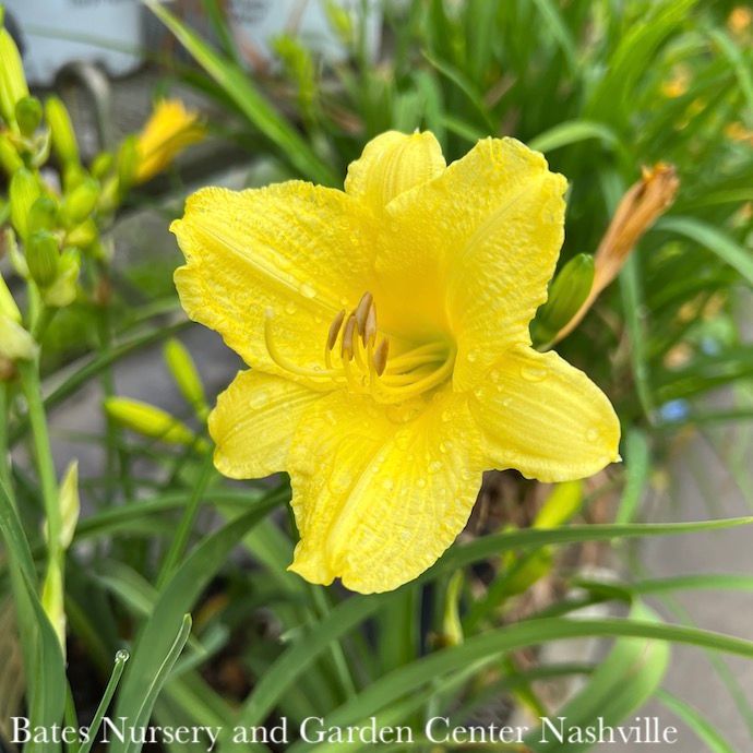 #1 Hemerocallis Happy Returns/ Yellow Dwarf Repeat Daylily