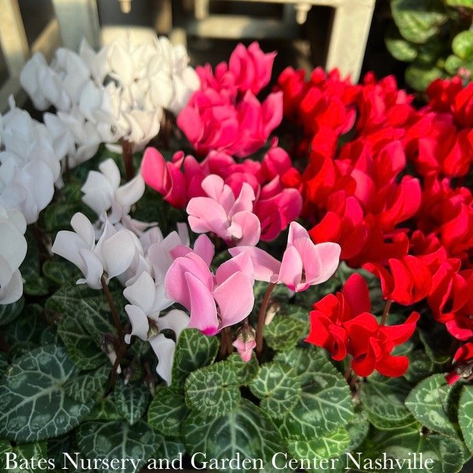 Cyclamen - Please come in to check supply! Prices vary.