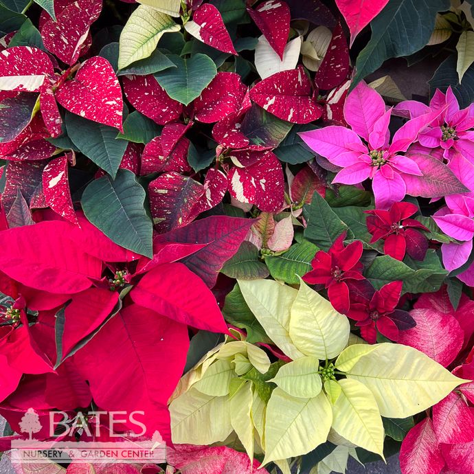 Poinsettias - Please come in to check supply! Prices vary.