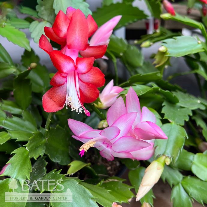 Christmas Cactus - Please come in to check supply! Prices vary.