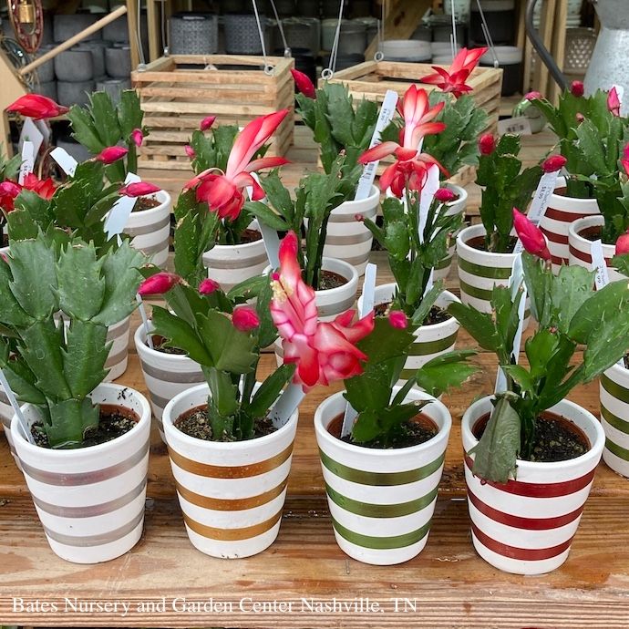 2.5p! Christmas Cactus Asst /Tropical