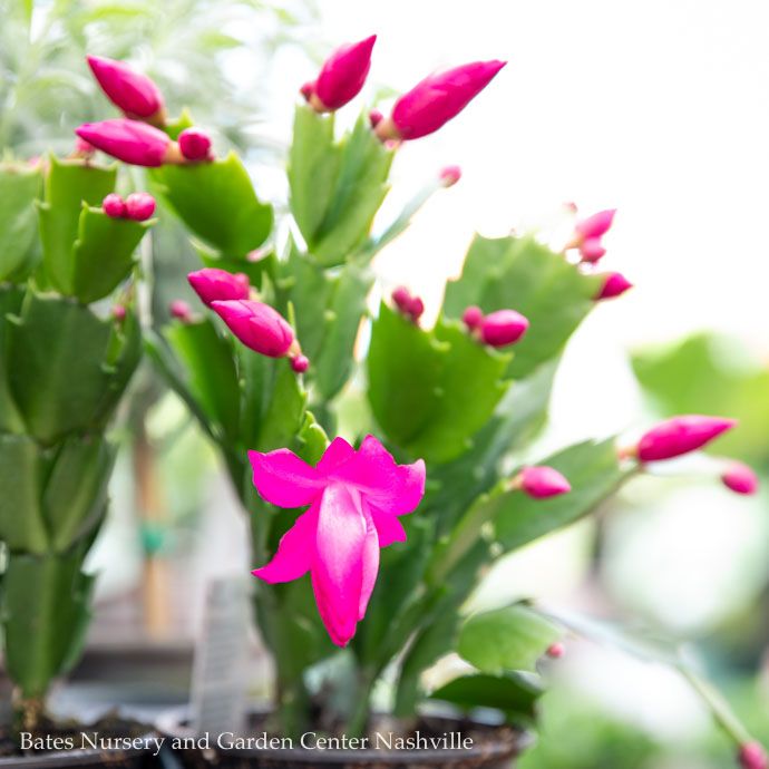 2.5p! Christmas Cactus Asst /Tropical