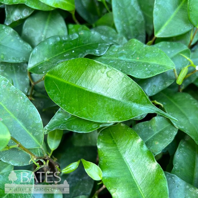 4p! Ficus Benjamina Daniella  /Tropical