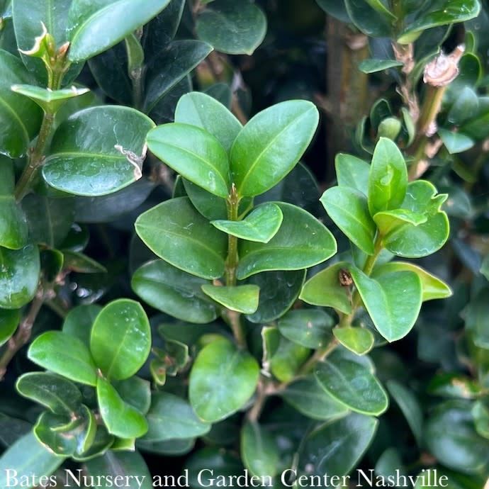 30-36&quot; Buxus semp Fastigiata/ Columnar Boxwood