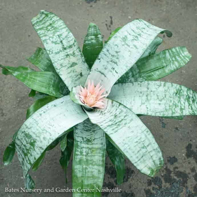 6p! Bromeliad Silver Vase /Tropical