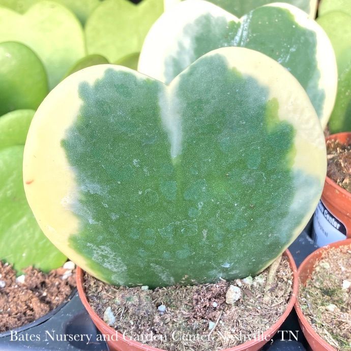 2p! Hoya Kerrii Variegated Heart-shape Asst /Tropical