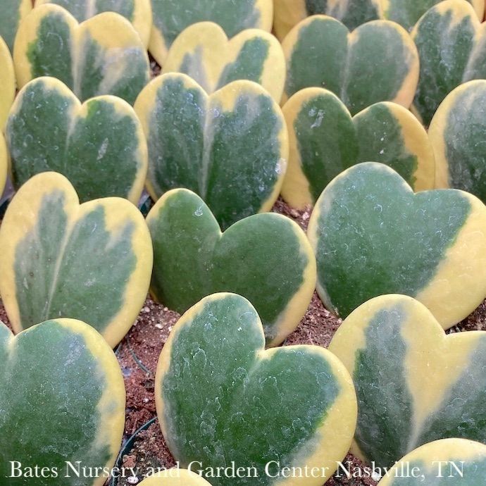 2p! Hoya Kerrii Variegated Heart-shape Asst /Tropical