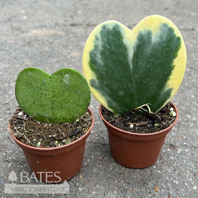 2p! Hoya Kerrii Variegated Heart-shape Asst /Tropical