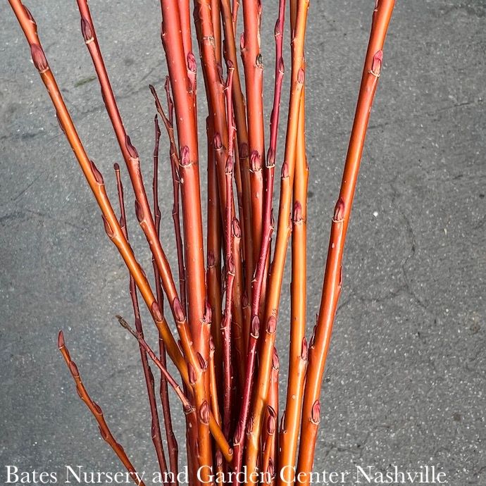 Christmas/Winter Decor Branches Flame Willow 3-4' Bundle