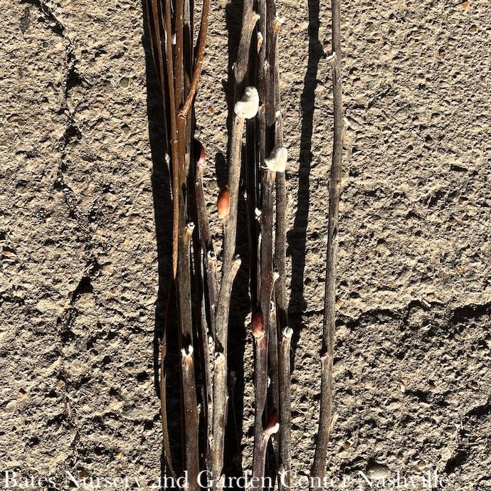 Christmas/Winter Decor Branches Giant Pussy Willow 4' Bundle