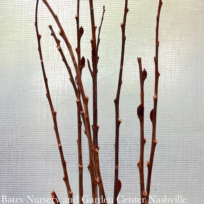 Christmas/Winter Decor Branches Giant Pussy Willow 4' Bundle