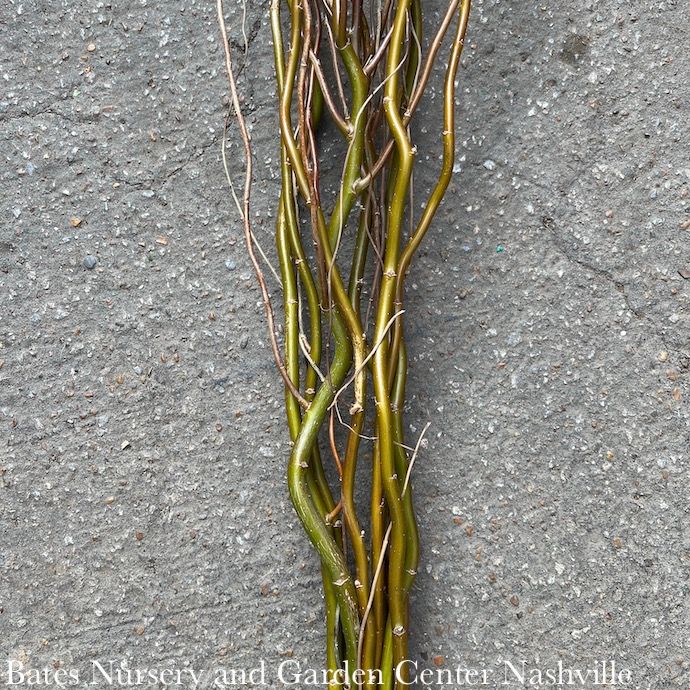 Christmas/Winter Decor Branches Green Curly Willow 3-4' Bundle