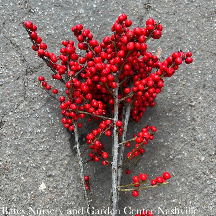 Christmas/Winter Decor Branches Ilex Red Berries 75cm/29.5in Bundle
