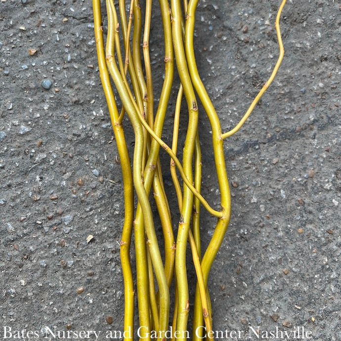 Christmas/Winter Decor Branches Yellow Curly Willow 3-4' Bundle