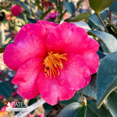 カメリア27 Topiary #5PT Camellia sas Kanjiro/ Cerise Pink Semi-Double Patio
