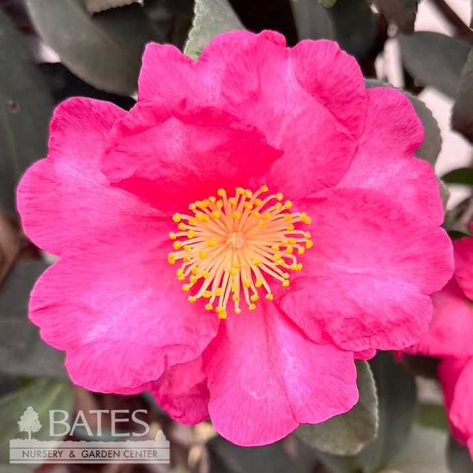 #3 Camellia sas Kanjiro/ Cerise Pink Semi-Double - No Warranty