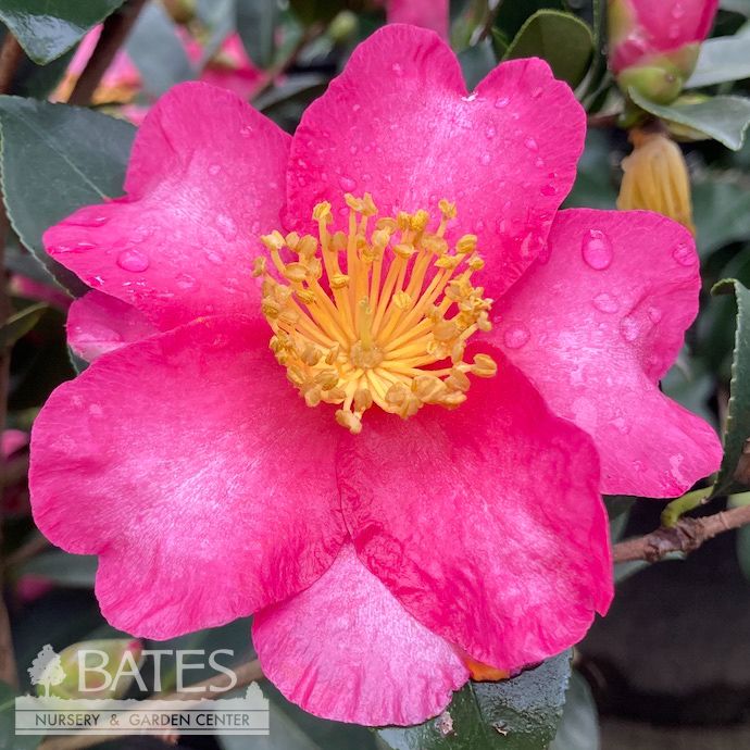 #3 Camellia sas Kanjiro/ Cerise Pink Semi-Double - No Warranty