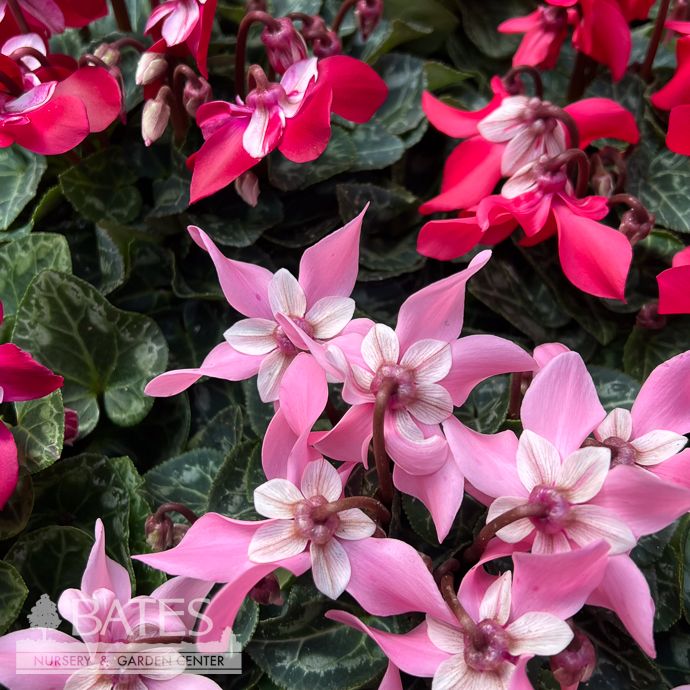 4.5p! Cyclamen Dijx  /Tropical