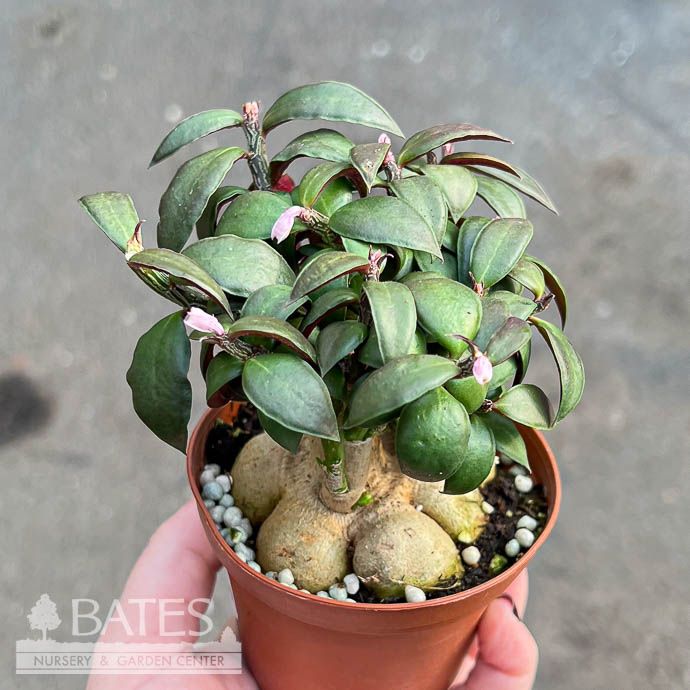3p! Red Monadenium Succulent /Tropical