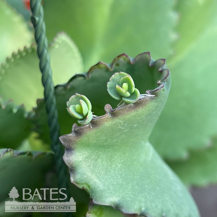 6hb! Kalanchoe Mother of Thousands Hanging Basket /Succulent Tropical