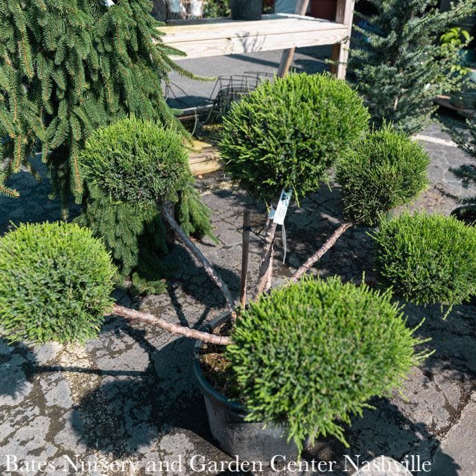 Topiary Pompon #10 Juniper x pfitz Sea Green/ Pfitzer Juniper