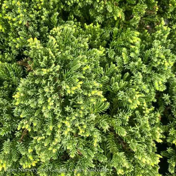 Topiary Oriental Pompon #5 Juniperus proc Nana/ Dwarf Japanese Garden Juniper Oriental Pompon