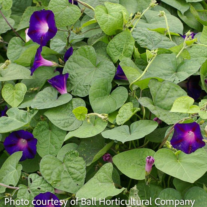 Seed Morning Glory Grandpa Ott