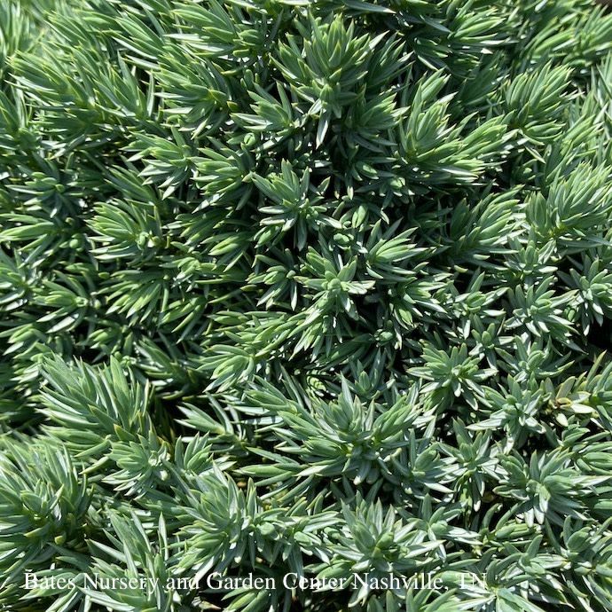#1 Juniperus squam Blue Star/ Mounding Juniper