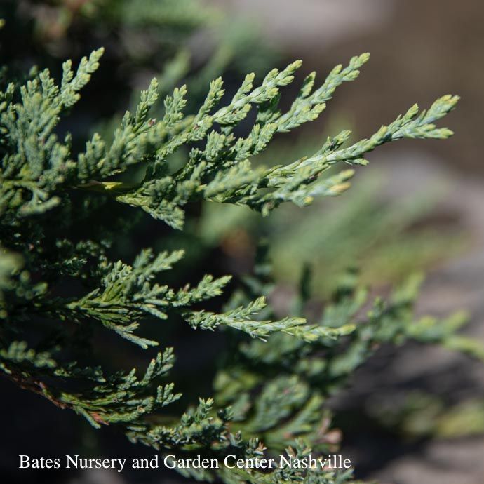 #1 Juniperus horiz Blue Rug/ Creeping Juniper