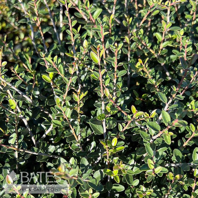 #3 Ilex vom Nana/ Dwarf Yaupon Holly (female) Native (R)