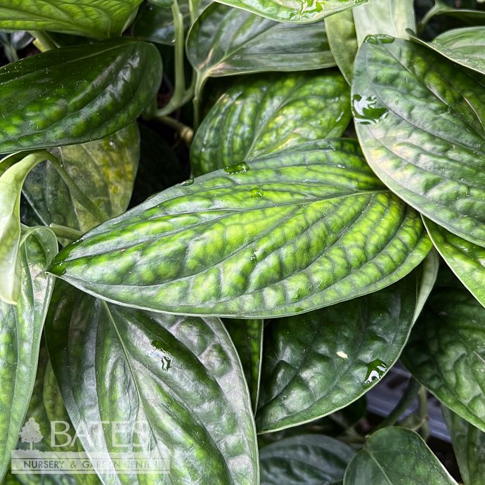 8hb! Monstera Peru / Monstera karsteniarnum  Hanging Basket /Tropical