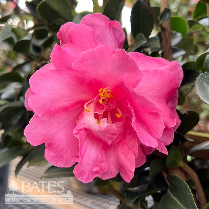 Topiary Espalier #2 Camellia sas Rose of Autumn/ Double Pink- No Warranty