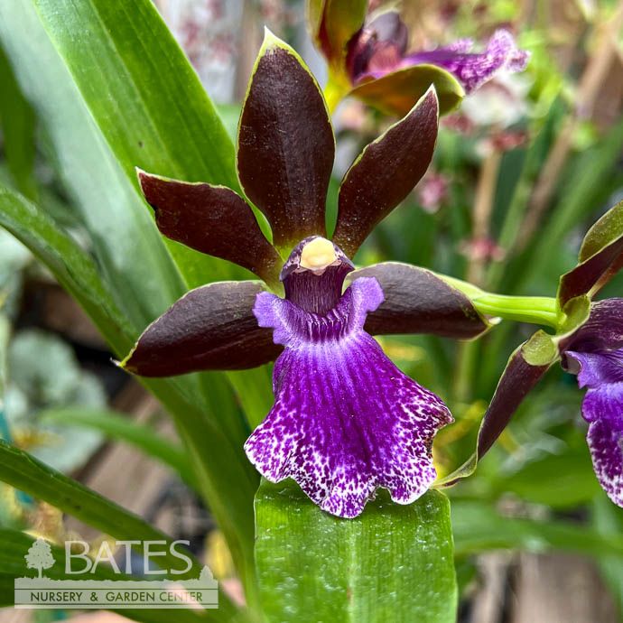 4p! Orchid Zygopetalum Specialty Orchid /Tropical