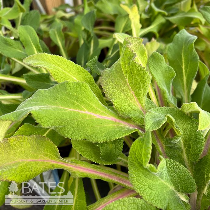 #1 Digitalis pur Dalmatian Foxy/ White Foxglove