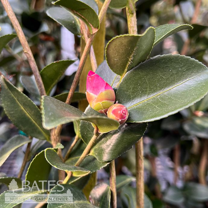 Topiary Espalier #7 Camellia sas Rose of Autumn/ Double Pink- No Warranty