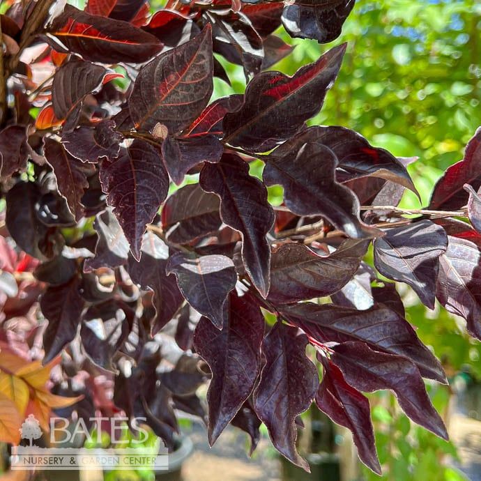 #15 Lagerstroemia Thunderstruck 'White LIGHTNING'/ Dark Leaves Crape Myrtle