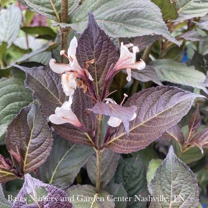 #3 Weigela flor Tuxedo (Velda)