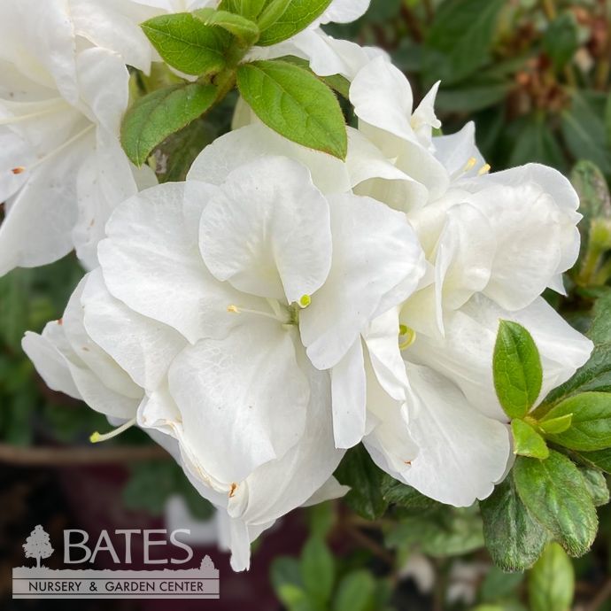 #3 Azalea x Encore Autumn Moonlight/ Repeat White