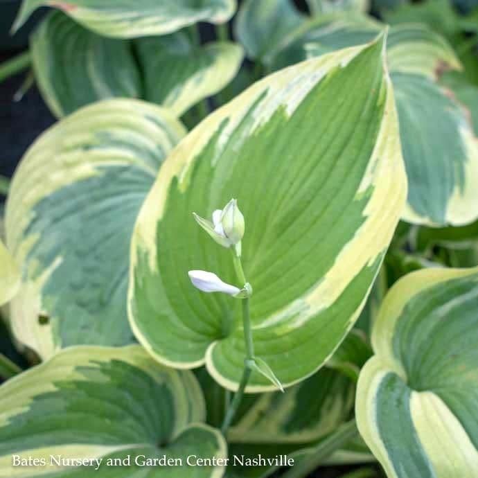 #1 Hosta Earth Angel/ Blue-Green w/ Cream