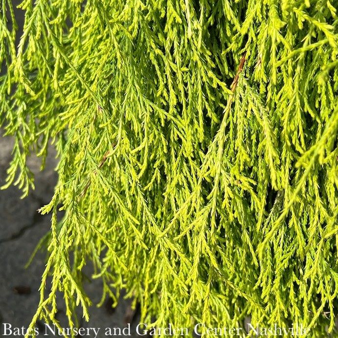 #3 Chamaecyparis pis Golden Mop/ Threadleaf Falsecypress